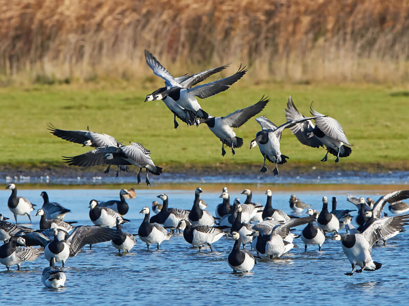 WWT Caerlaverock