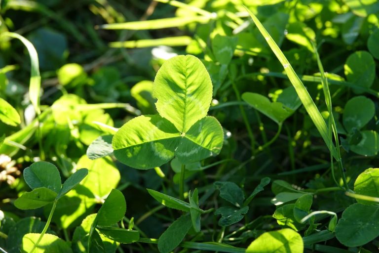 Clover leaf
