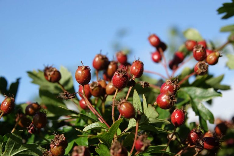 Hawthorn berries