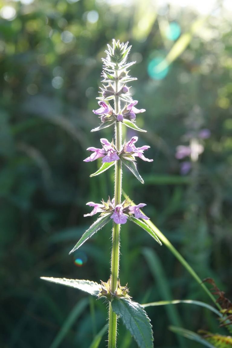 Hedge woundwort