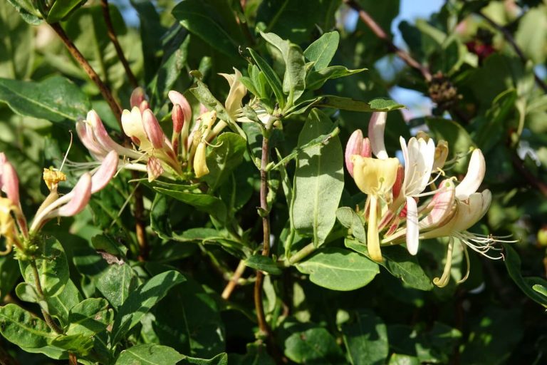 Honeysuckle