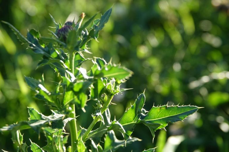Jaggy thistle leaves