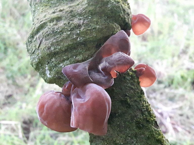 Jelly ear fungus