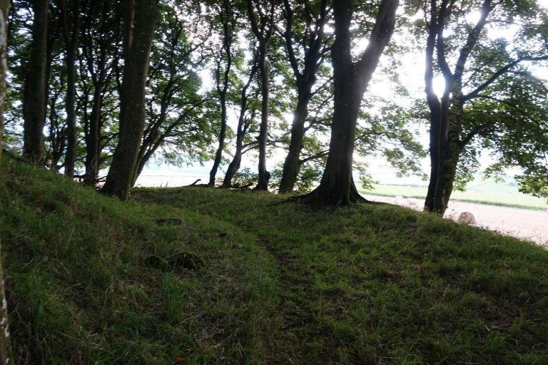 Path through Wardlaw wood