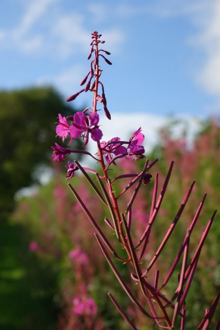 Rosebay willowherb