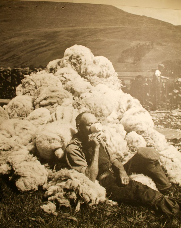 Sheep shearer drinking tea