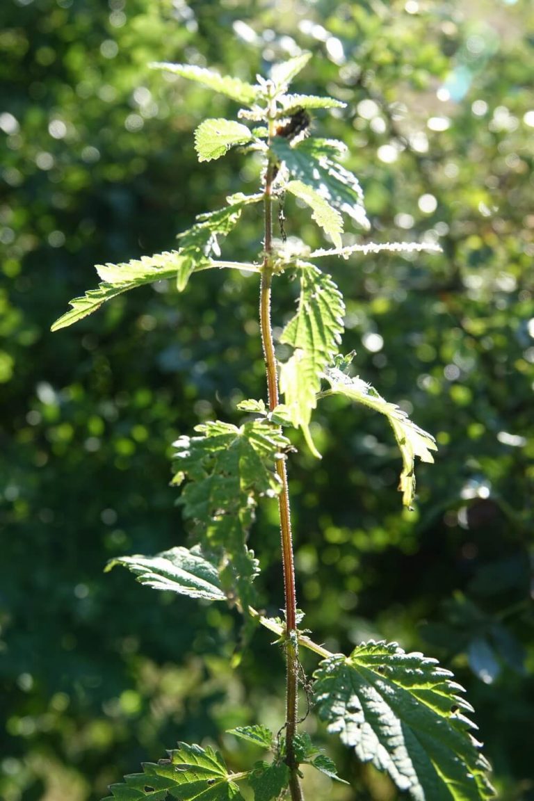 Stinging nettle