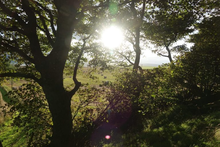 Sun at Wardlaw