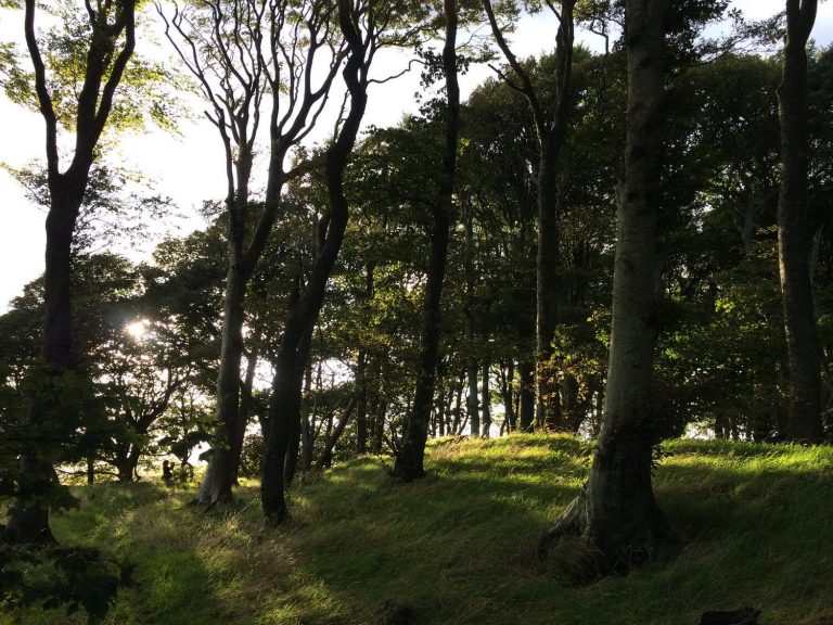Trees on Wardlaw