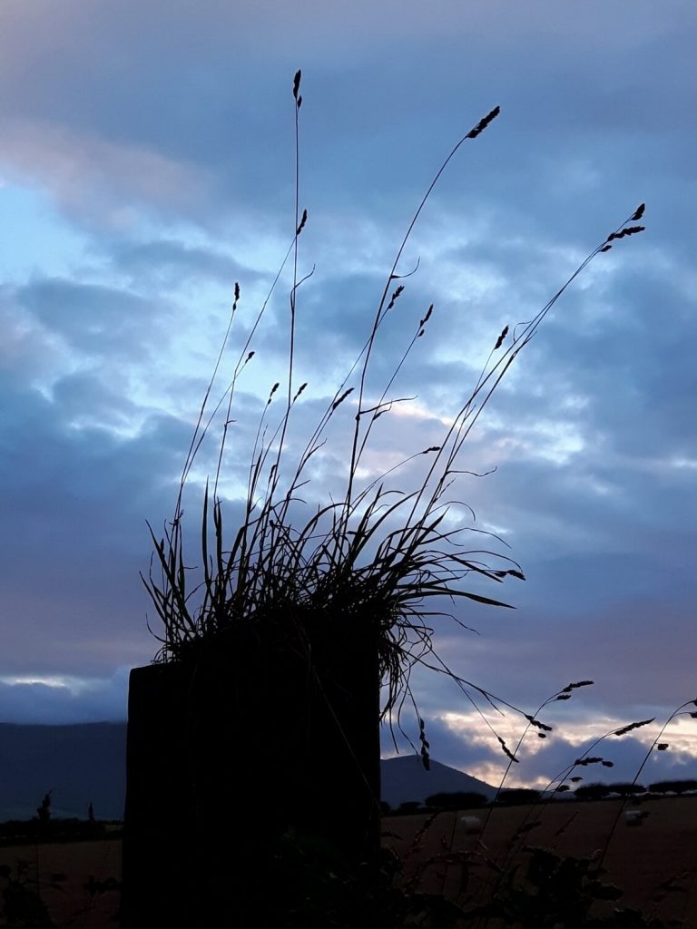 Tuft