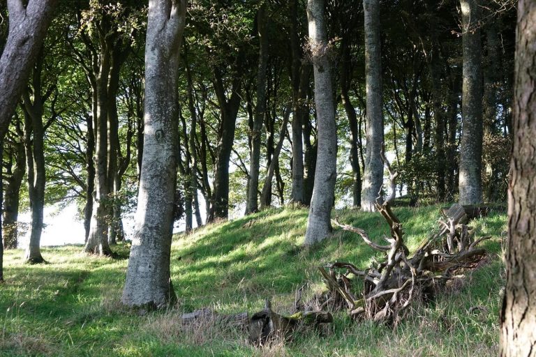 Wardlaw wood