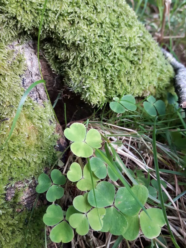 Wood sorrel