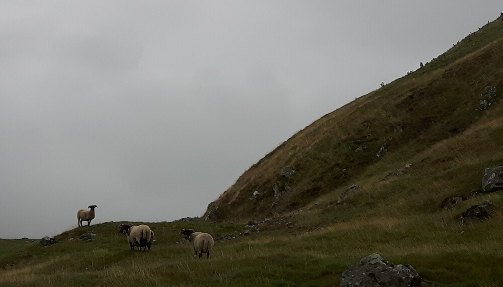 Tinnis Castle Approach - sheep